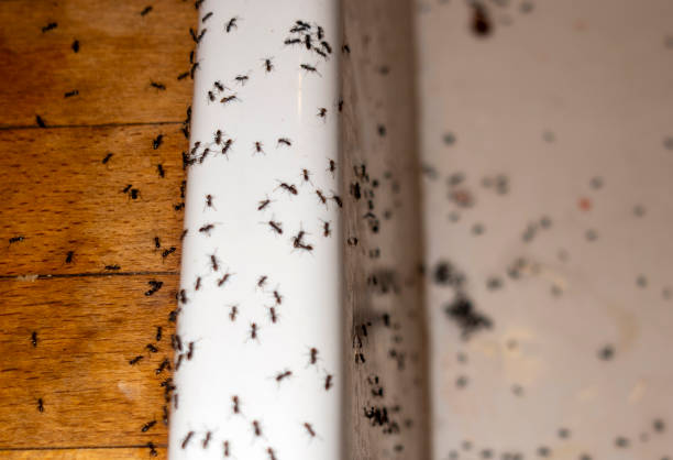Best Pest Removal Services  in Suffern, NY