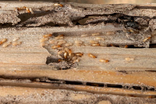 Best Pest Control Near Me  in Suffern, NY
